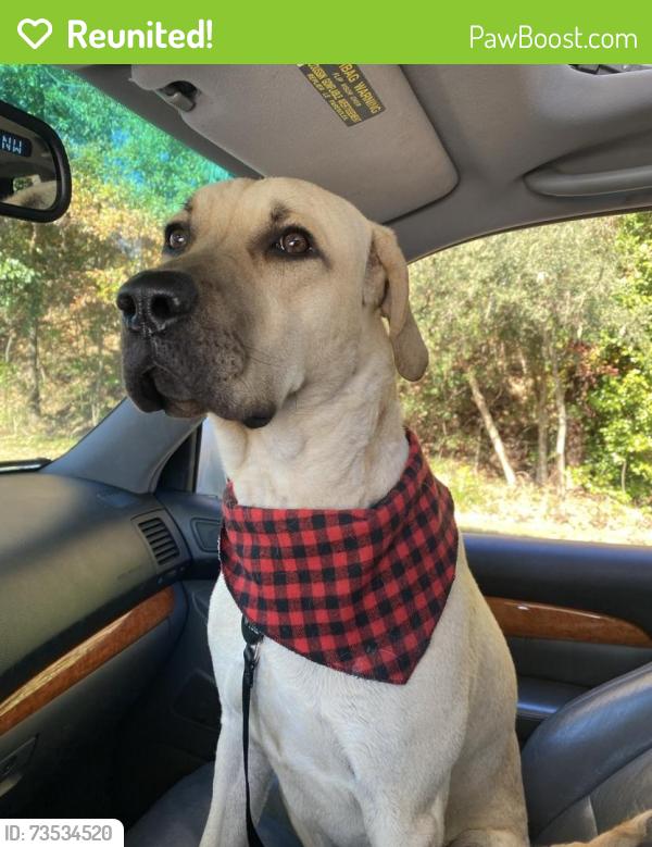 Reunited Male Dog last seen Old Central Road, Central, SC 29630