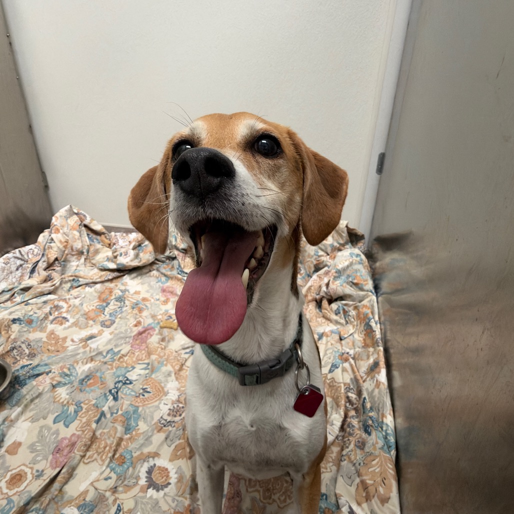 Shelter Stray Male Dog last seen , 100 Capital St, Jupiter, FL 33458, USA