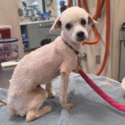 Shelter Stray Male Dog last seen , 8464 Beach Blvd, Jacksonville, FL 32216, USA