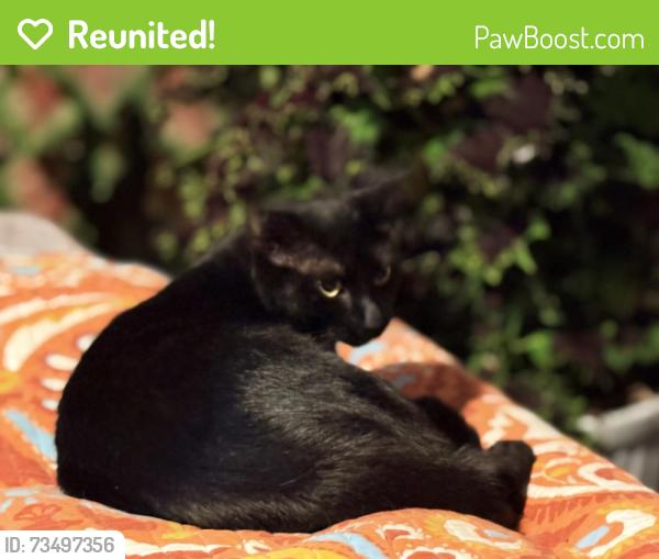 Reunited Female Cat last seen Brookwood, Crestview, FL 32536