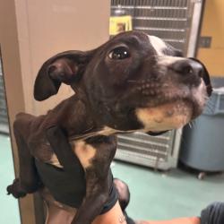 Shelter Stray Male Dog last seen , 2350 Appling City Cove, Memphis, TN 38133, USA