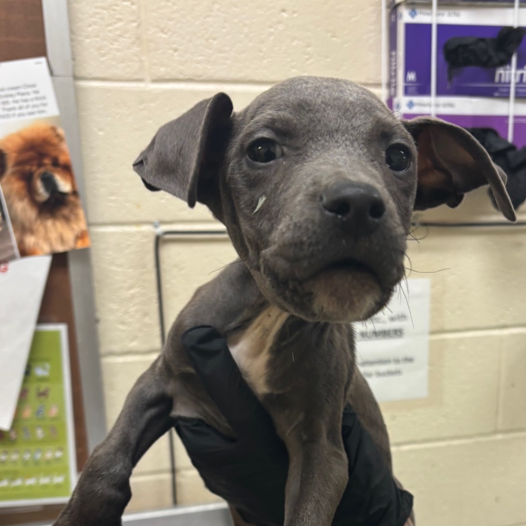 Shelter Stray Male Dog last seen , 2350 Appling City Cove, Memphis, TN 38133, USA