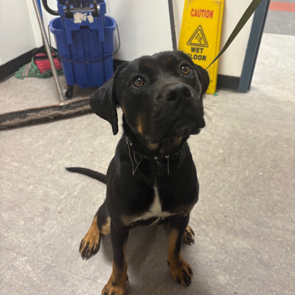 Shelter Stray Female Dog last seen , Animal Care & Control Team of Philly, 111 W Hunting Park Ave, Philadelphia, PA 19140, USA