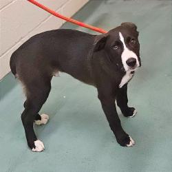 Shelter Stray Male Dog last seen , 2350 Appling City Cove, Memphis, TN 38133, USA