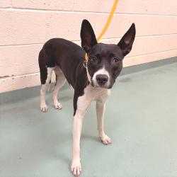 Shelter Stray Female Dog last seen , 2350 Appling City Cove, Memphis, TN 38133, USA