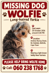 Lost Male Dog last seen Havenga street, Cape Town, WC 7530