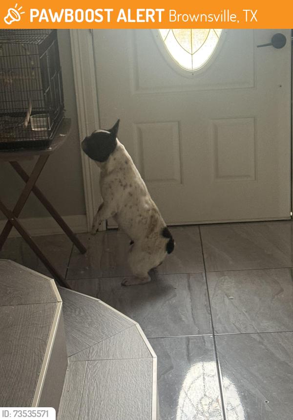Found/Stray Female Dog last seen Mulberry st, Brownsville, TX 78526