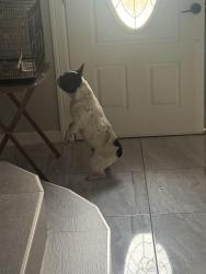 Found/Stray Female Dog last seen Mulberry st, Brownsville, TX 78526