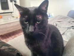 Reunited Female Cat last seen Lorson Ranch, Colorado Springs, CO 80925