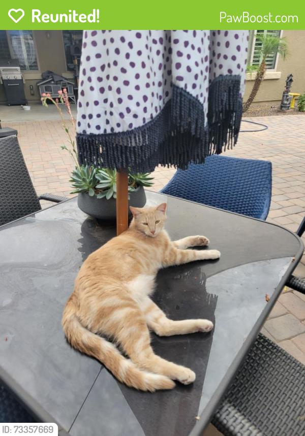 Reunited Male Cat last seen 167th Avenue and Van Buren, Goodyear, AZ 85338