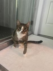Lost Male Cat last seen durham hwy, Raleigh, NC 27613