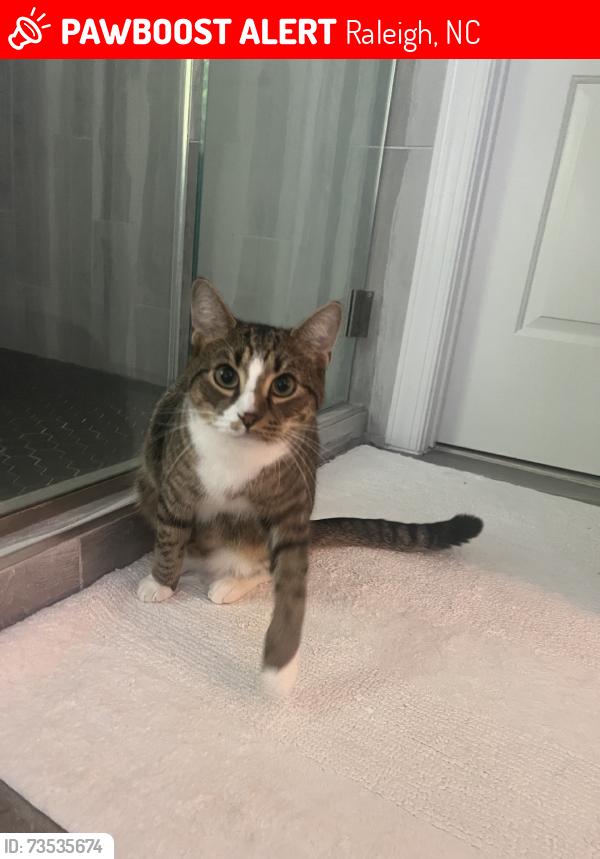 Lost Male Cat last seen durham hwy, Raleigh, NC 27613