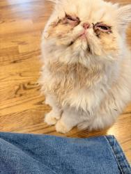 Reunited Male Cat last seen Colony Dr, Summit, NJ 07901