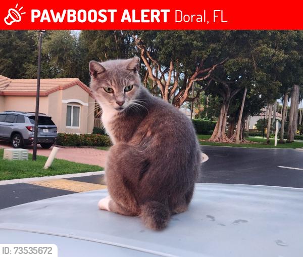 Lost Male Cat last seen Near ave NW 31 st, Doral, FL 33172