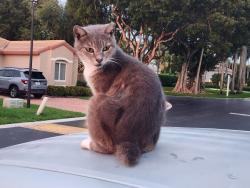 Lost Male Cat last seen Near ave NW 31 st, Doral, FL 33172