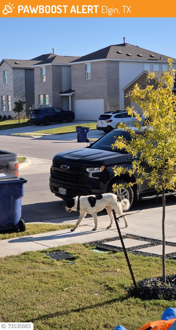 Found/Stray Male Dog last seen Near Firelight Drive, Elgin, TX 78621