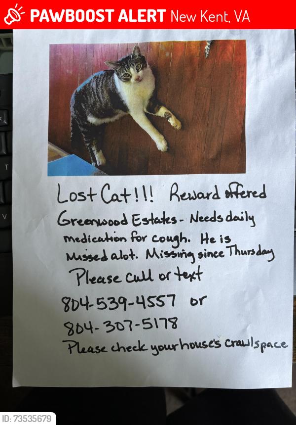 Lost Male Cat last seen Greenwood ests Subdivision, New Kent, VA 23124