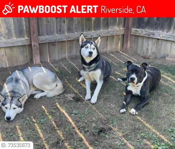 Lost Female Dog last seen Adams and California, Riverside CA, Riverside, CA 92504