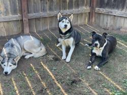 Lost Female Dog last seen Adams and California, Riverside CA, Riverside, CA 92504