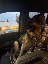Found/Stray Female Dog last seen South stage/Orchard home, Medford, OR 97501