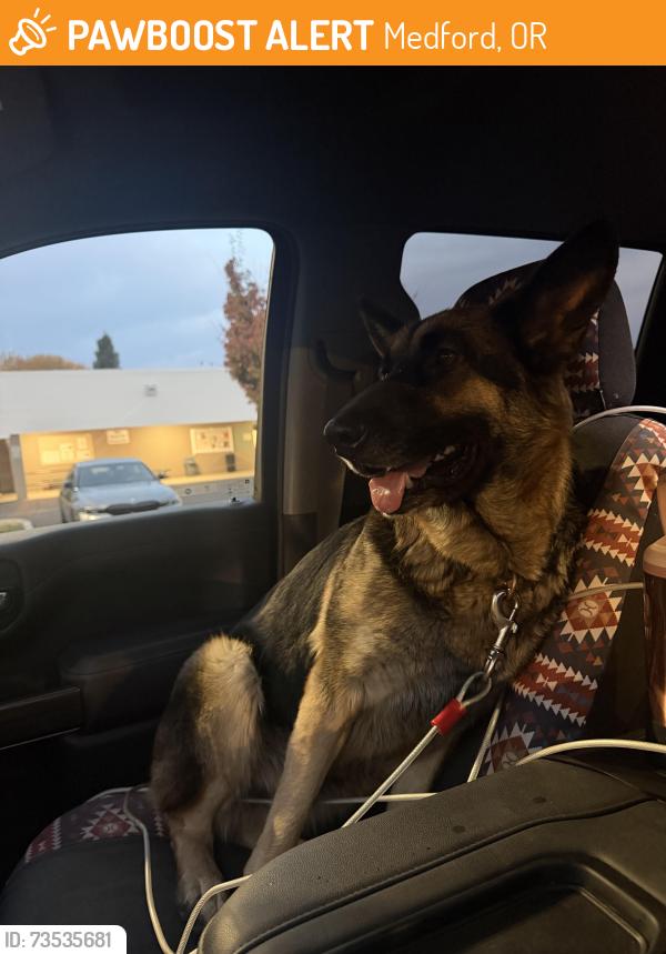 Found/Stray Female Dog last seen South stage/Orchard home, Medford, OR 97501