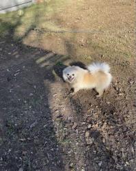 Reunited Female Dog last seen Crest market DDs dollar tree, Oklahoma City, OK 73112