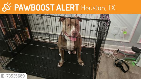 Found/Stray Male Dog last seen West park and dairy ashford, Houston, TX 77083