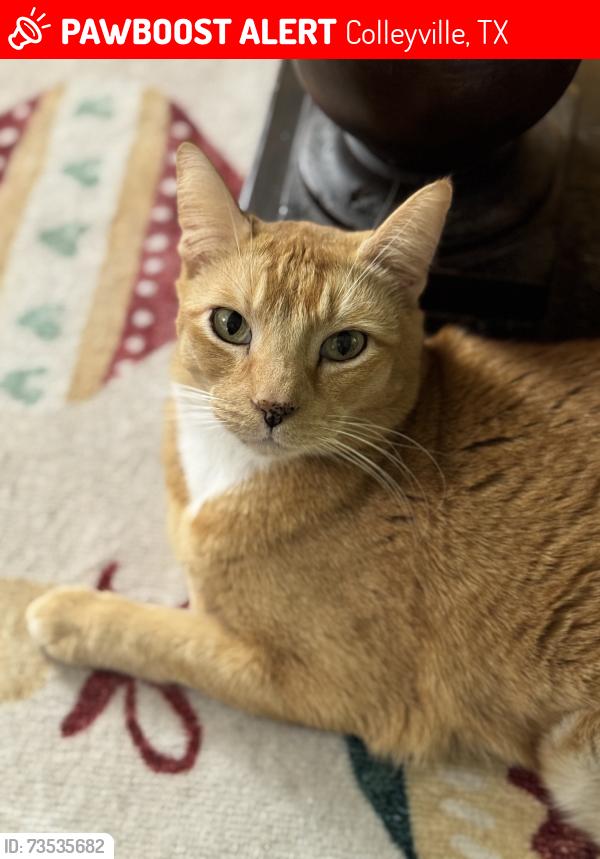 Lost Male Cat last seen Glade and Pool, Colleyville, TX 76034