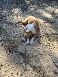 Found/Stray Male Dog last seen Mobile Oaks Resort camp ground, Theodore, AL 36582