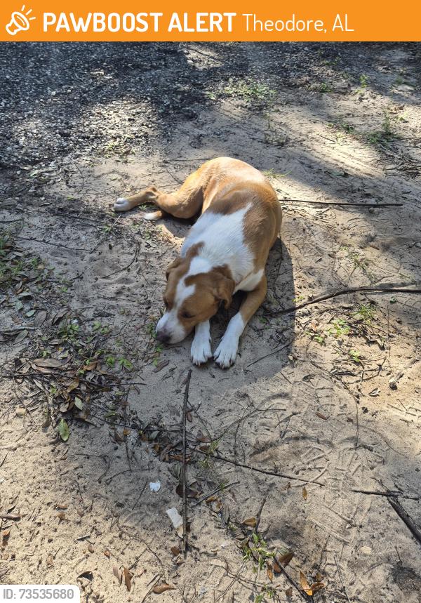 Found/Stray Male Dog last seen Mobile Oaks Resort camp ground, Theodore, AL 36582