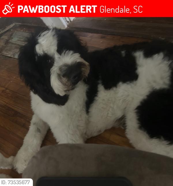 Lost Male Dog last seen Church St, and Broadway St in Glendale Shoals Preserve area, Glendale, SC 29346