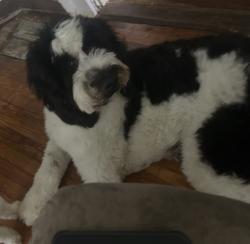 Lost Male Dog last seen Church St, and Broadway St in Glendale Shoals Preserve area, Glendale, SC 29346