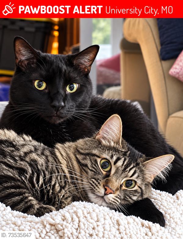 Lost Male Cat last seen Waterman Avenue and Wellesley, University City, MO 63130