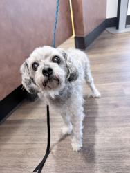 Reunited Female Dog last seen Edison Ave between Bell and Fulton, Sacramento, CA 95821