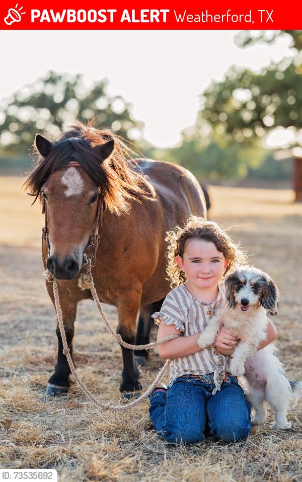 Lost Female Dog last seen Slip down road, Weatherford, TX 76088