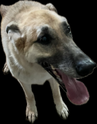 Found/Stray Unknown Dog last seen Traders Point North Neighborhood, Indianapolis, IN 46278