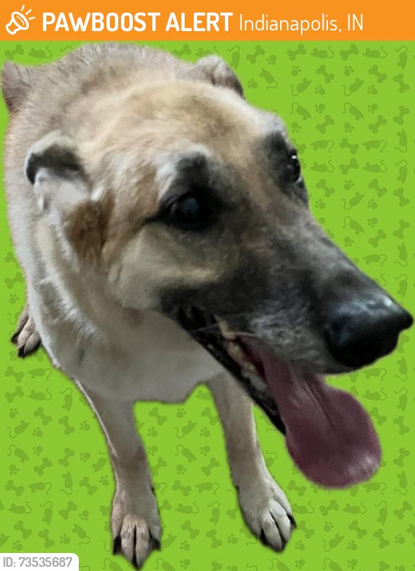 Found/Stray Unknown Dog last seen Traders Point North Neighborhood, Indianapolis, IN 46278