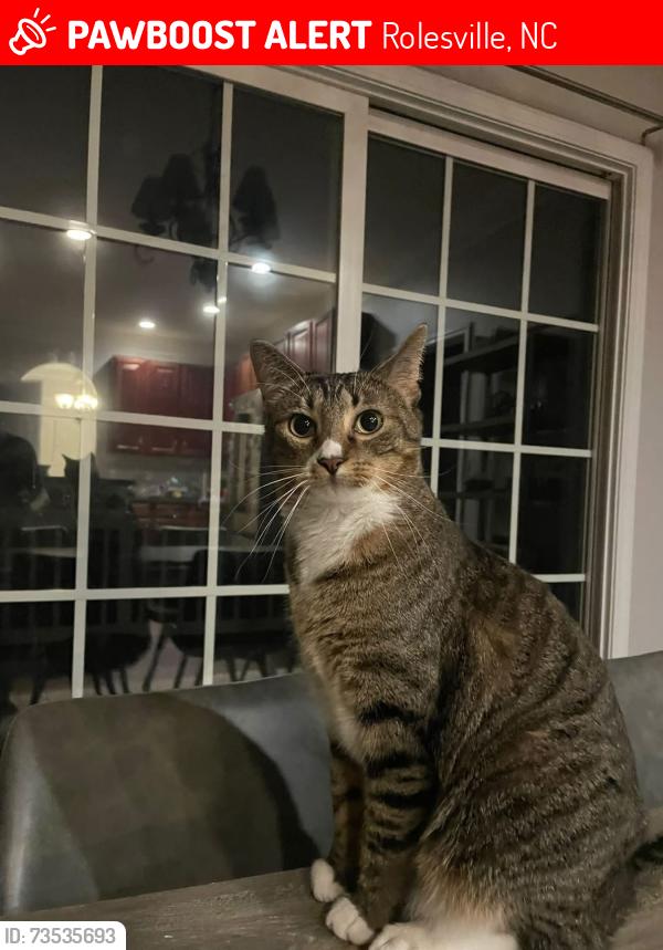Lost Male Cat last seen Pristine Lane in Hampton Pointe, Rolesville, NC 27571