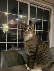 Lost Male Cat last seen Pristine Lane in Hampton Pointe, Rolesville, NC 27571