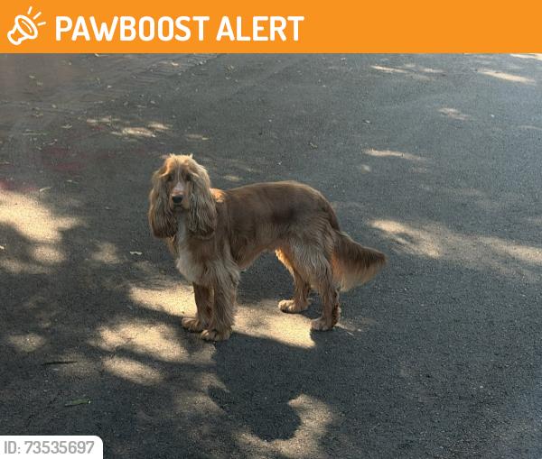 Found/Stray Unknown Dog last seen By The 79th Street Shell Gas Station, North Bay Village, FL 33141