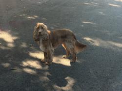 Found/Stray Unknown Dog last seen By The 79th Street Shell Gas Station, North Bay Village, FL 33141