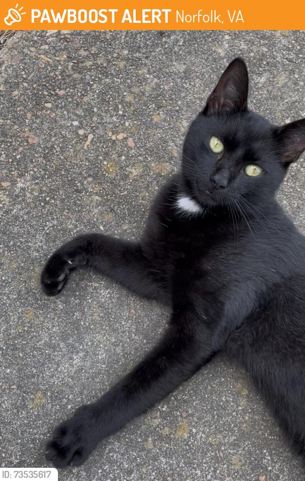Found/Stray Male Cat last seen W Bayview Blvd & Culfor Crescent, Norfolk, VA 23503