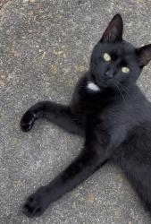 Found/Stray Male Cat last seen W Bayview Blvd & Culfor Crescent, Norfolk, VA 23503