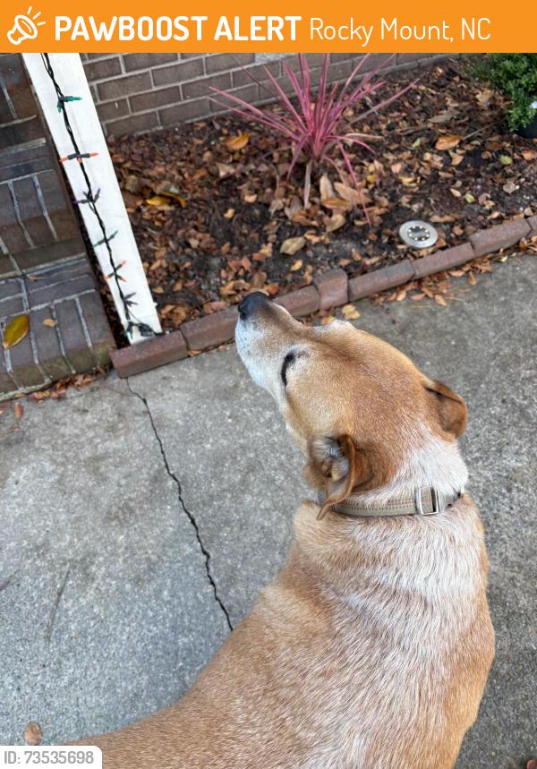 Found/Stray Male Dog last seen Dana Ln and Berkley, Rocky Mount, NC 27803