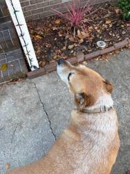 Found/Stray Male Dog last seen Dana Ln and Berkley, Rocky Mount, NC 27803