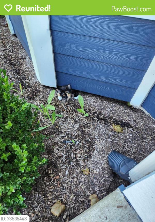 Reunited Female Cat last seen Fabyan Elementary School, Geneva, IL 60134