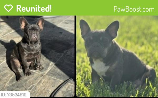 Reunited Unknown Dog last seen South Weslaco Tx Area, Weslaco, TX 78596