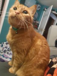 Reunited Male Cat last seen Near st 158 ave, Edmonton, AB T5Z 2V4
