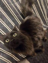 Lost Female Cat last seen Vine Arden St., Morganton, NC 28655