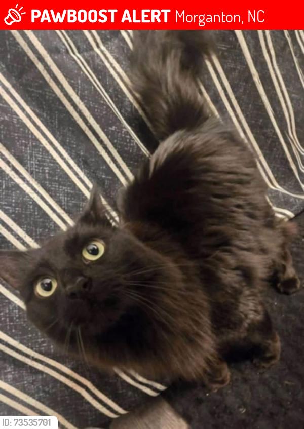 Lost Female Cat last seen Vine Arden St., Morganton, NC 28655